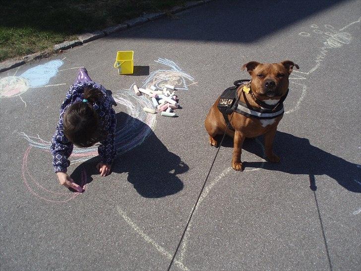 Staffordshire bull terrier Ludwig  - Ludwig og Esther hygger på stien billede 13