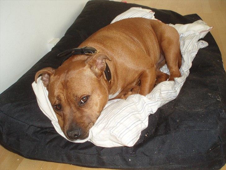 Staffordshire bull terrier Ludwig  - Jeg holder øje med jer.. billede 12