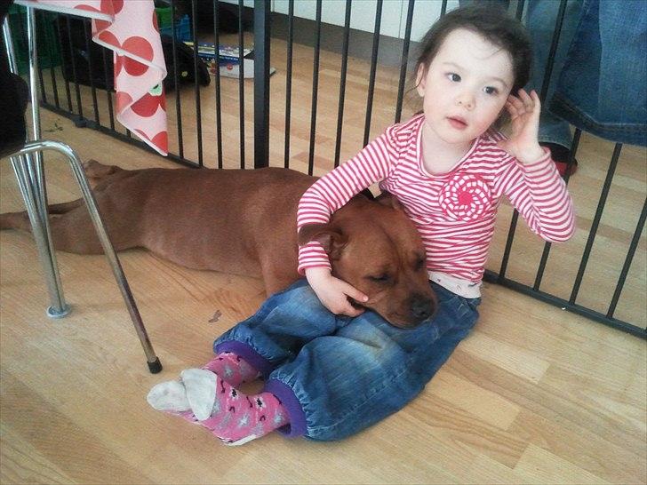 Staffordshire bull terrier Ludwig  - Mmmm...dejligt at nappe den lidt.. billede 14