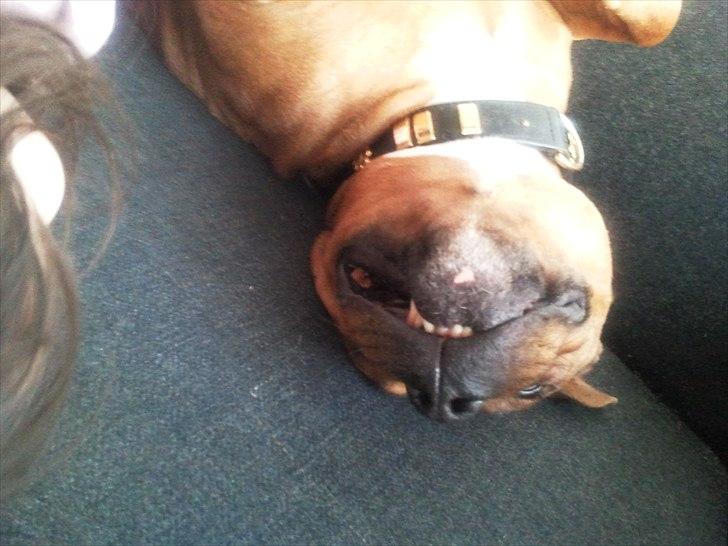 Staffordshire bull terrier Ludwig  billede 15