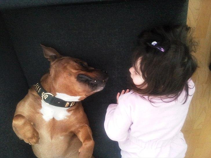 Staffordshire bull terrier Ludwig  - Mmm min nye bedste ven billede 16