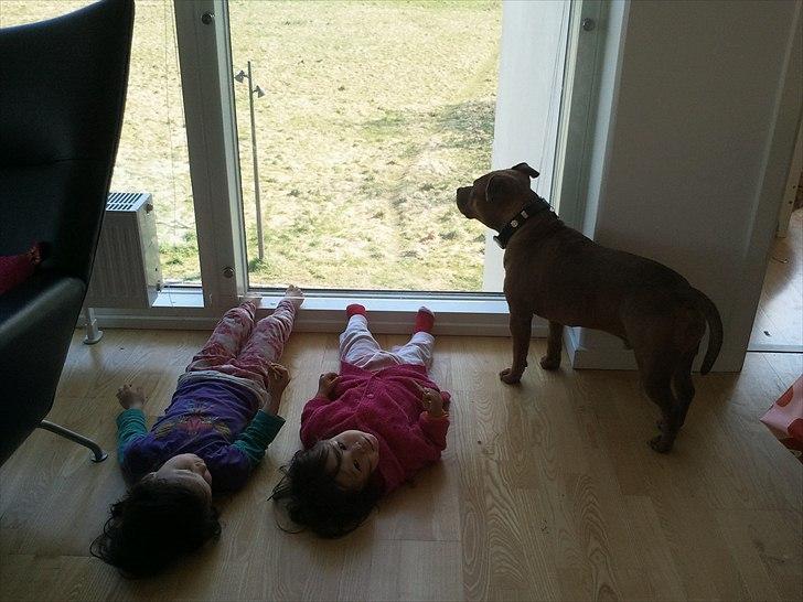 Staffordshire bull terrier Ludwig  - Der luftes tæer og Ludwig holder vagt billede 17