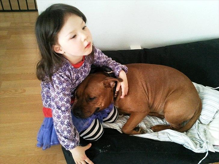 Staffordshire bull terrier Ludwig  - Uadskillige billede 18