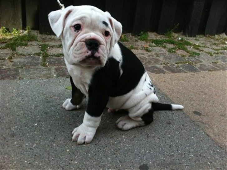 Olde english bulldogge Romeni's Ejgil (Bruce) billede 4