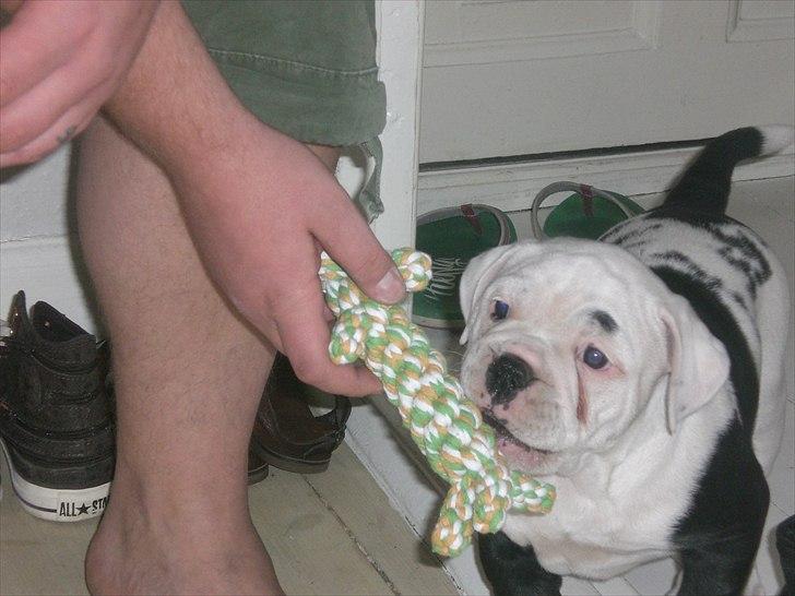 Olde english bulldogge Romeni's Ejgil (Bruce) billede 5