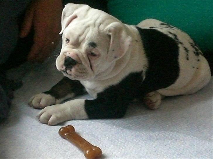 Olde english bulldogge Romeni's Ejgil (Bruce) billede 3