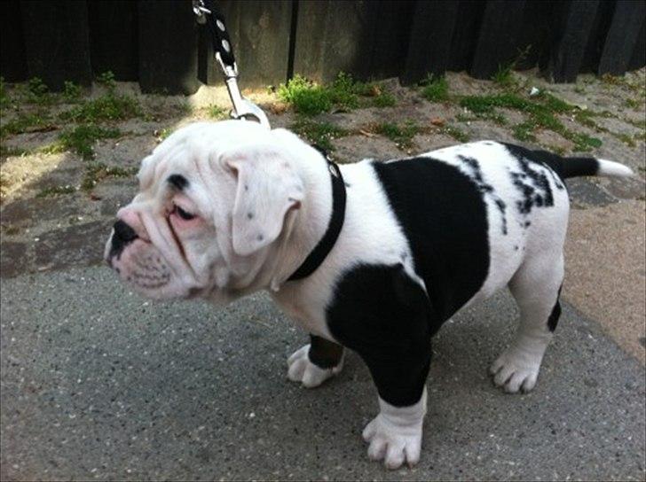 Olde english bulldogge Romeni's Ejgil (Bruce) billede 6