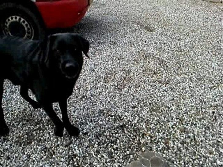 Blanding af racer Rico (min engel) billede 8