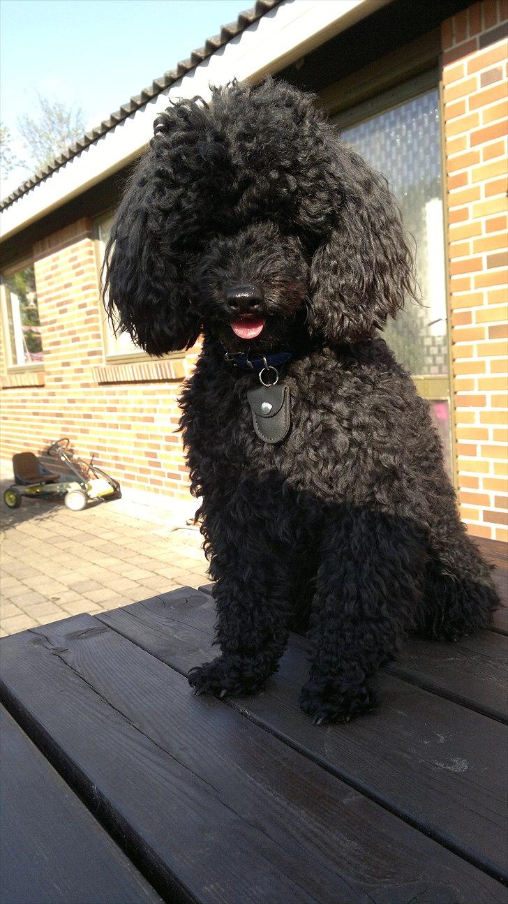 Toypuddel sweet Bobbi billede 17