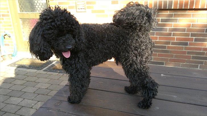 Toypuddel sweet Bobbi billede 18