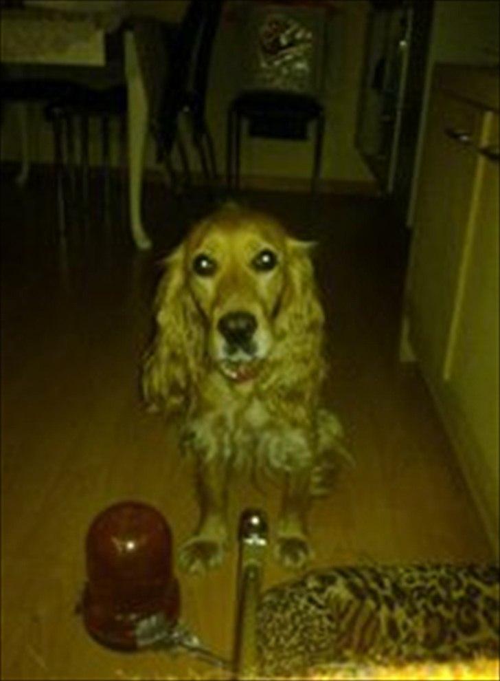 Cocker spaniel molly billede 4