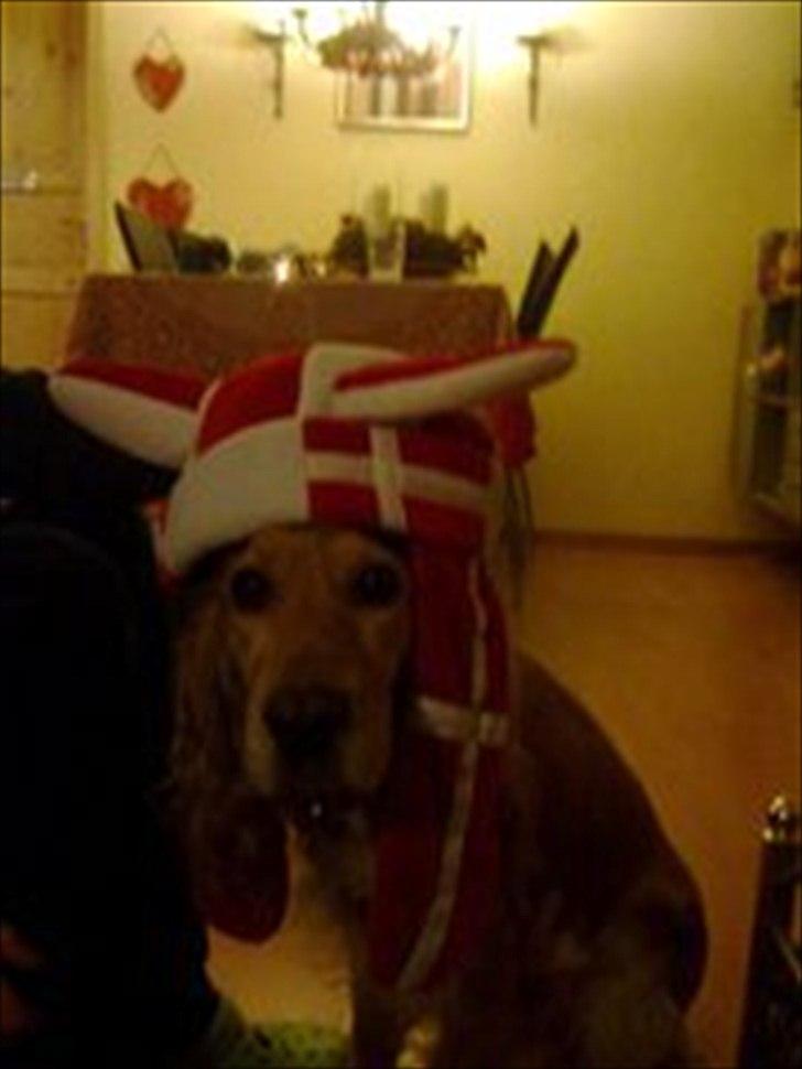 Cocker spaniel molly - molly så også håndbold vm ;) billede 5