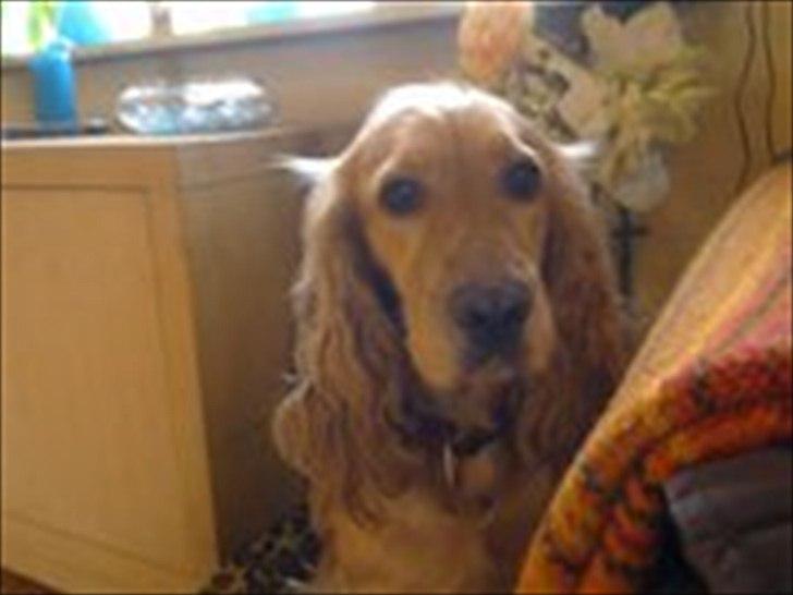 Cocker spaniel molly billede 6