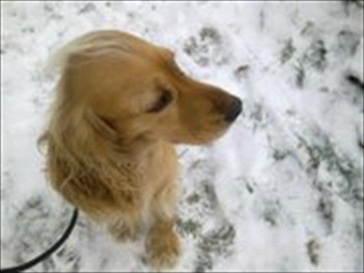 Cocker spaniel molly billede 7