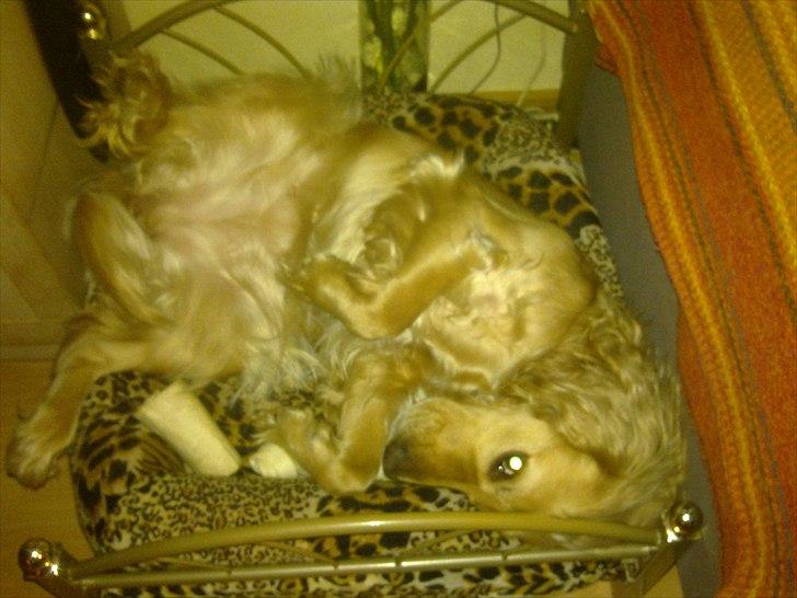 Cocker spaniel molly - sådan sover man rigtig godt billede 8