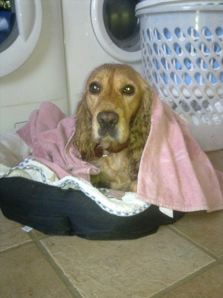 Cocker spaniel molly - øv det var vådt uden for og jeg blev tvunget ud og gå tur.. kan ik så godt li at få våde poter.. billede 9