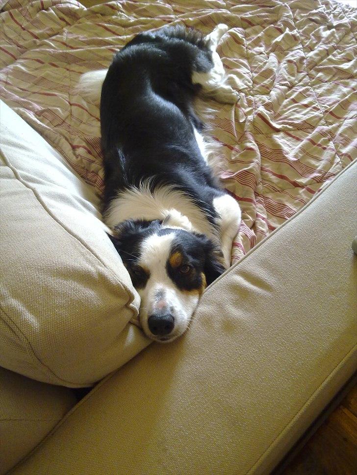 Border collie Tess - Sofastykke... billede 15