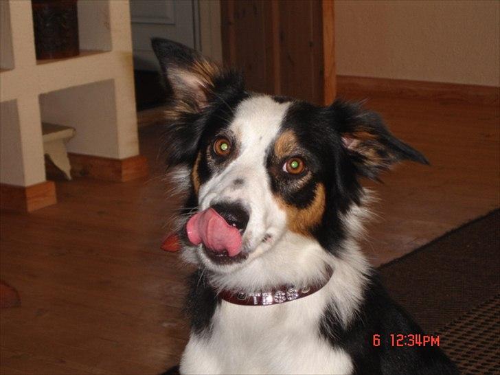 Border collie Tess - Bling bling Border billede 16
