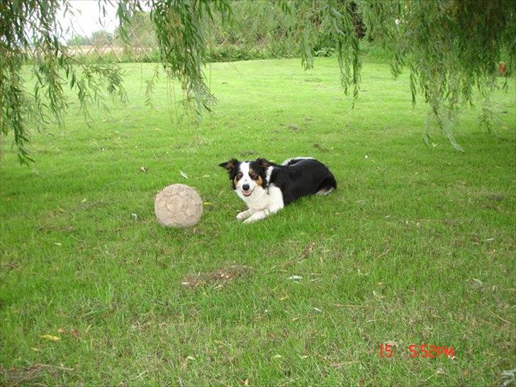 Border collie Tess billede 17