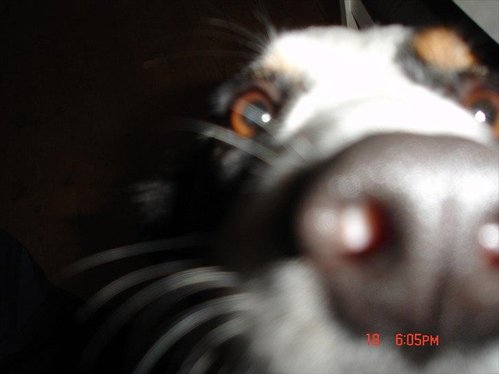 Border collie Tess - Nysgerrig  billede 18