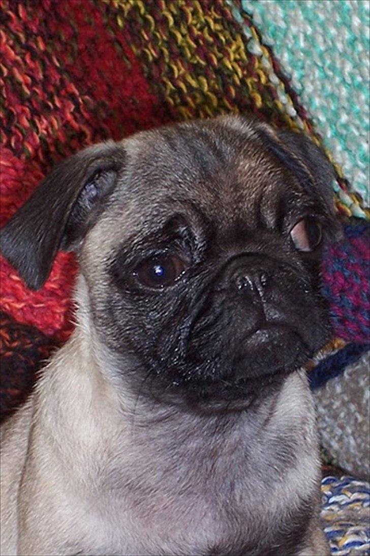 Mops Bonzo :-) billede 2