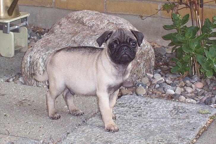 Mops Bonzo :-) billede 3