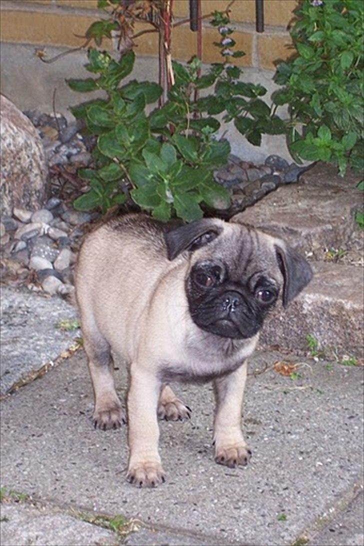 Mops Bonzo :-) billede 4