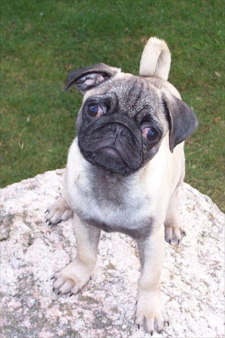 Mops Bonzo :-) - Velkommen til Bonzo´s profil <3 billede 1