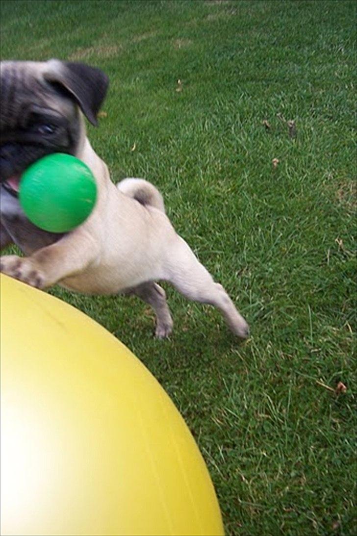 Mops Bonzo :-) billede 5