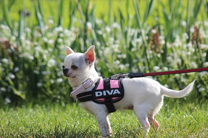 Chihuahua Jolina from paradise billede 3