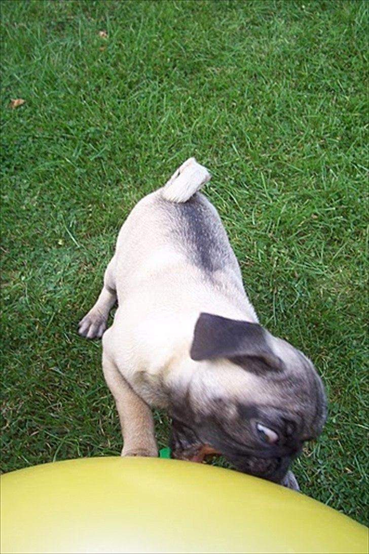 Mops Bonzo :-) billede 6