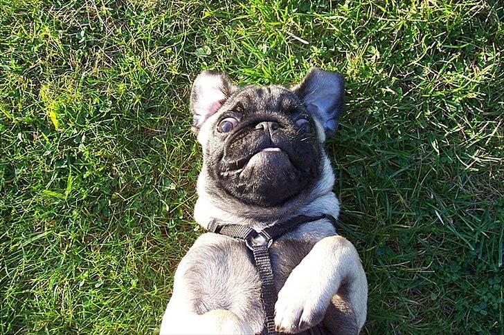 Mops Bonzo :-) billede 7