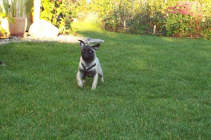 Mops Bonzo :-) billede 8