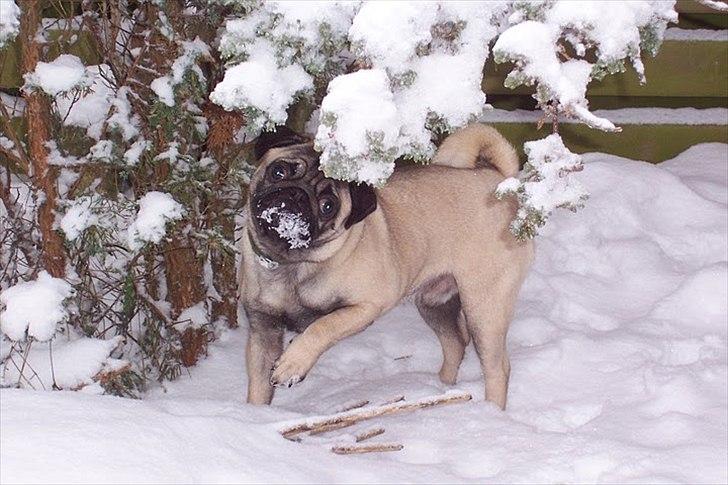 Mops Bonzo :-) - Bonzo i sne billede 9