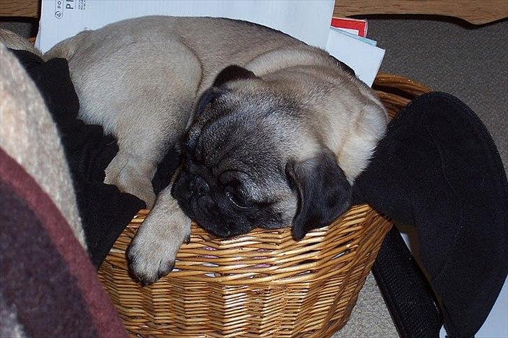 Mops Bonzo :-) billede 10