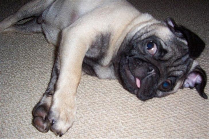 Mops Bonzo :-) billede 11