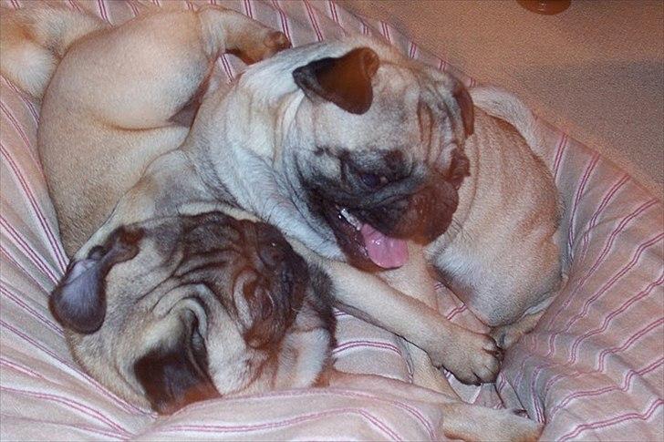 Mops Bonzo :-) - Bonzo og Tut der leger :) billede 12