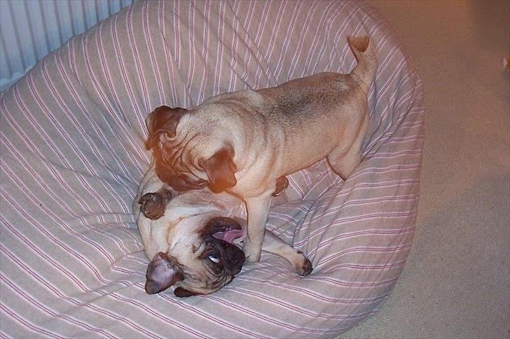 Mops Bonzo :-) billede 13