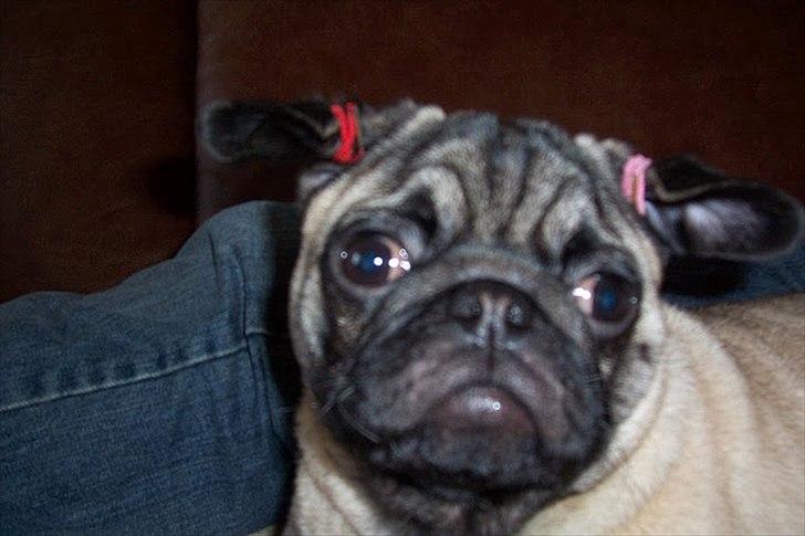 Mops Bonzo :-) billede 14