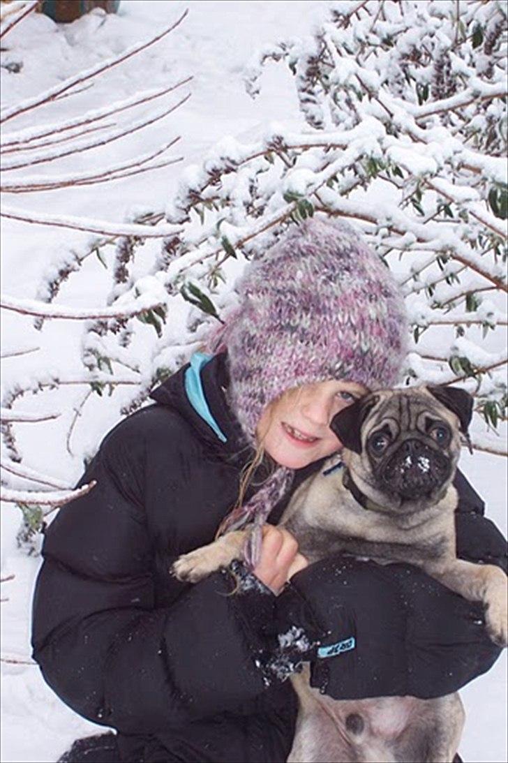 Mops Bonzo :-) billede 16