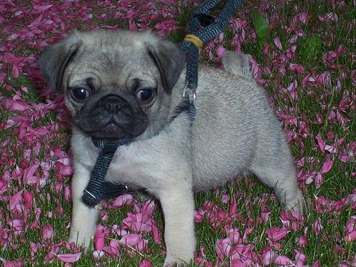 Mops Hugo <3 - Velkommen til Hugo´s profil <3 billede 1