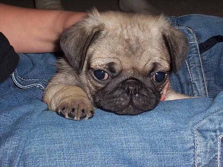 Mops Hugo <3 billede 2