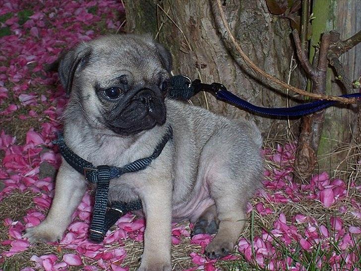 Mops Hugo <3 - model  billede 3