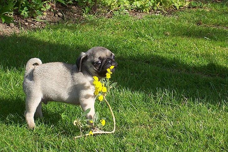 Mops Hugo <3 - jeg plukker lige en blomst til min mor  billede 4