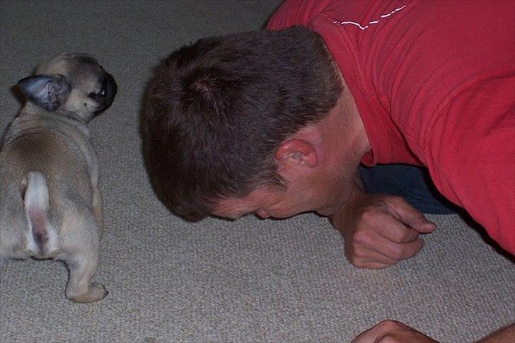 Mops Hugo <3 - Hugo der slås med daddy  billede 5