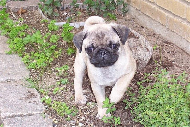 Mops Hugo <3 - Hugo hjælper mor i haven :) billede 6