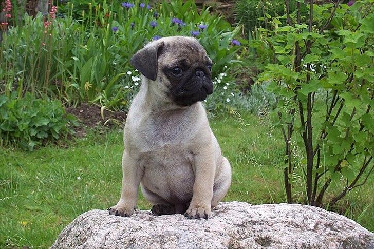 Mops Hugo <3 billede 7