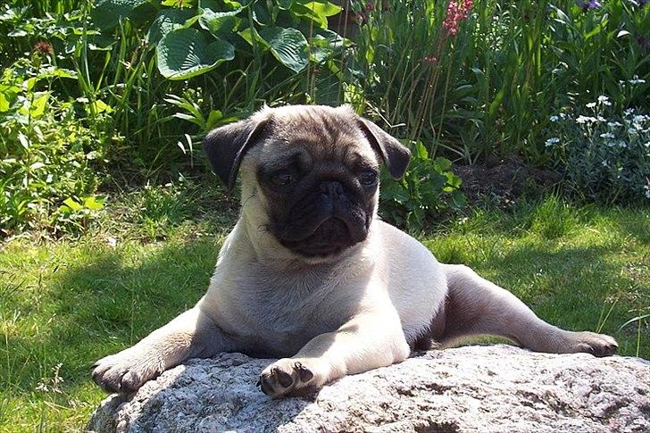 Mops Hugo <3 - jeg tager mig lige en lur på min sten  billede 8