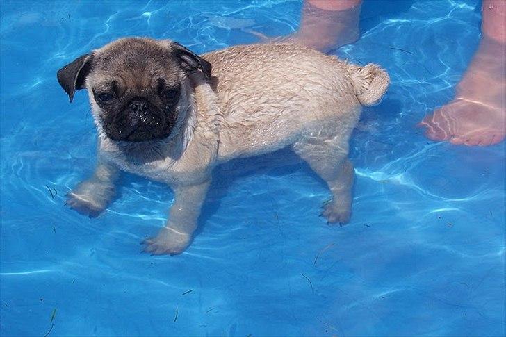 Mops Hugo <3 - Hugo der er ude og bade for første gang  billede 9