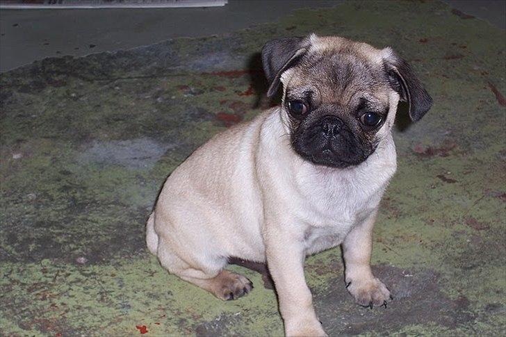 Mops Hugo <3 billede 10